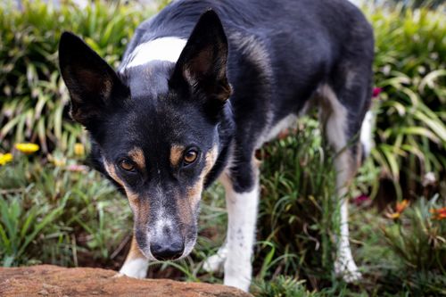 Giftige Pflanzen für Hunde: Garten, Wohnung und Natur