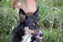 Charming Border Collie in a lush garden, showcasing its keen expression and natural beauty.