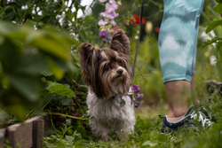 A Yorkshire Terrier exploring a lush garden during summer with its owner.
