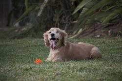 Playful Cocker Spaniel dog sitting on grass with a toy, enjoying a sunny day outdoors