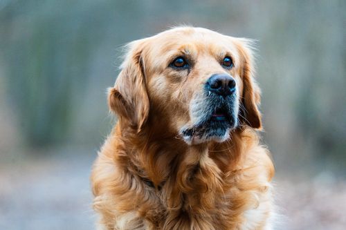 Golden Retriever: Wesen, Haltung und Gesundheit im Porträt