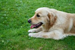 Golden Retriever dog lying on lush green grass with tongue out, showcasing its playful and relaxed nature.