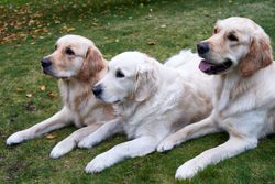 Three golden retrievers lying on green grass, enjoying a peaceful outdoor day.