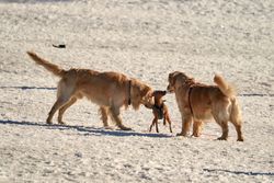 Two golden retrievers play in the snow with a smaller dog in Oslo, Norway.