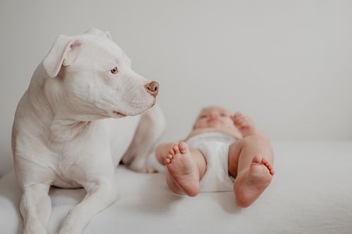 Hund und Baby: den Familienzuwachs vorbereiten