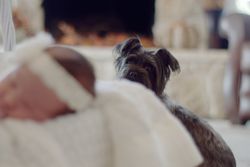 A serene scene of a newborn baby sleeping with a loyal dog watching over.