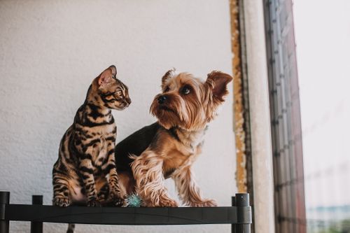 Hund und Katze aneinander gewöhnen: so klappt das Zusammenleben