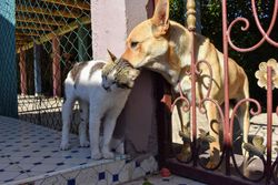 A friendly dog and cat cuddle against a gate in a sunny outdoor setting, showcasing interspecies friendship.