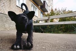 A playful black puppy stretching near a bench where three cats sit outdoors.