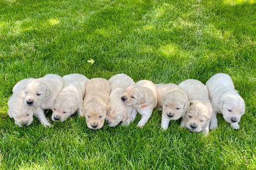 Hund kaufen in der Schweiz: Züchter, Tierheim & Kosten