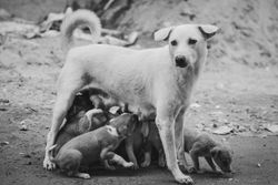 Black and white photograph of a mother dog nursing her litter of puppies outdoors.
