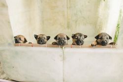 Five cute puppies peering over a tub, perfect for pet lovers and animal stock images.