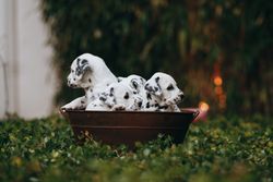 Charming Dalmatian puppies sitting in a rustic basket surrounded by lush green grass outdoors.