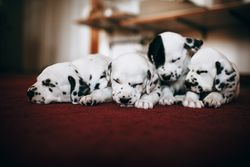 Four cute Dalmatian puppies sleeping peacefully on a red carpet indoors. Perfect pet portrait.