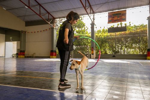 Hundeerziehung: Grundlagen für Welpen & erwachsene Hunde