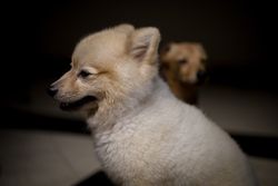 Two fluffy puppies sitting indoors, captured in soft lighting with a focus on their cute faces.