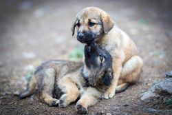 Two cute puppies playfully interacting on a dirt path outdoors.