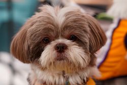 Adorable Shih Tzu dog with fluffy fur and attentive expression, ideal pet lifestyle image.