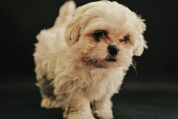 Close-up of a cute Maltese puppy with fluffy white fur against a black background.