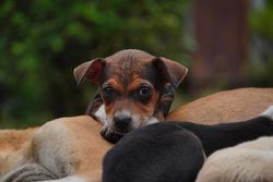 A cute puppy resting among its siblings outdoors, creating a heartwarming scene.