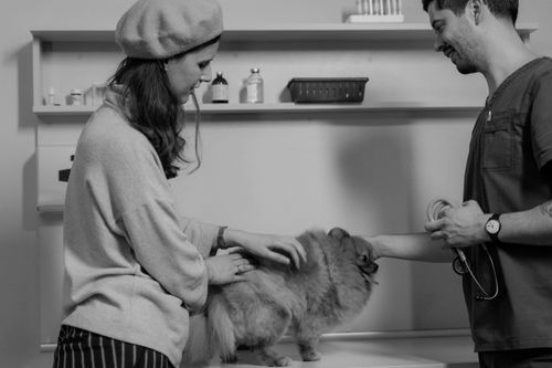 Impfungen beim Hund: Impfplan, Kosten & Tollwut