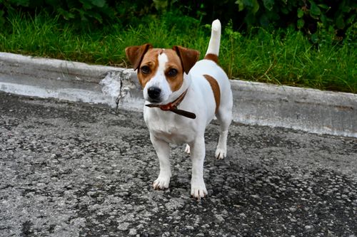 Jack Russell Terrier: Wesen, Auslastung und Gesundheit im Porträt
