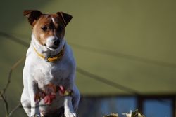 A Jack Russell Terrier sits outdoors, wearing a yellow collar, gazing forward.