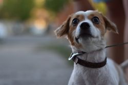 Close-up image of a Jack Russell Terrier dog looking surprised outdoors with a leash.