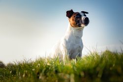 A Jack Russell Terrier stands in a grassy field under clear blue skies, embodying freedom and vitality.