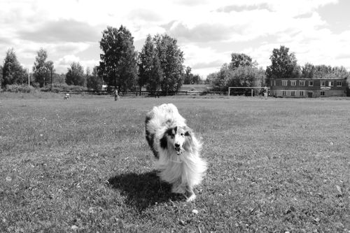 Jagdverhalten beim Hund: verstehen, managen und trainieren
