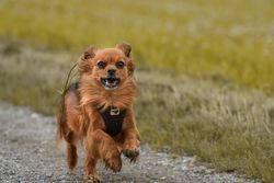 A happy long-haired dog running energetically in a field on a sunny day.
