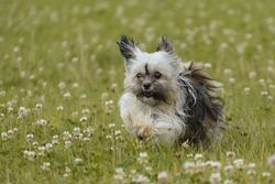 A cute Havanese dog joyfully running through a sunny flower-filled meadow.