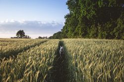 White dog running through a lush wheat field surrounded by trees and open sky.