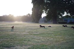 Playful dachshunds running across a misty park field at sunrise.