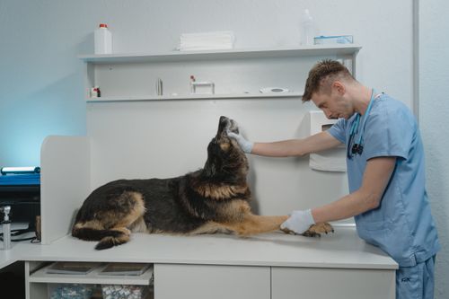 Kastration beim Hund: Vor- und Nachteile, Ablauf und Kosten
