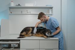 A veterinarian in scrubs examines a dog using a stethoscope in a clinic.
