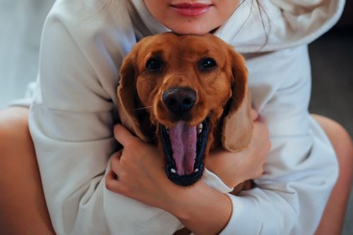 Was kostet ein Hund in der Schweiz? Die ehrliche Rechnung