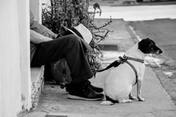 A dog sits next to its owner resting on a street curb in grayscale.
