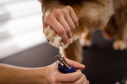 Krallen schneiden beim Hund: so geht es richtig
