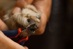 Detailed close-up of a dog's nail being trimmed with clippers.