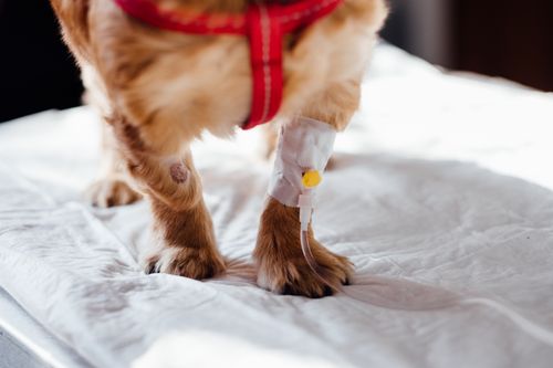 Kreuzbandriss beim Hund: Symptome, OP und Reha