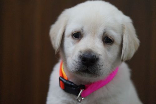Labrador Retriever: Wesen, Haltung und Gesundheit im Porträt