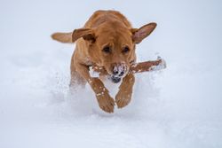 Ginger Labrador running through snow with a stick, showcasing joy and energy.
