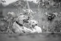 Black and white photo of two Labrador Retrievers relaxing outdoors, showcasing serenity and companionship.
