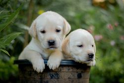 Two cute Labrador Retriever puppies peeking out from a pot in a garden setting. Perfect pet portrait.