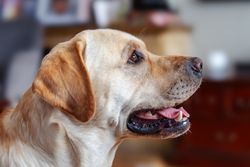 A detailed portrait of a Labrador retriever sitting indoors, capturing its attentive expression.