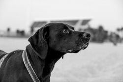 Captivating black and white portrait of a Labrador outdoors with a blurry background.