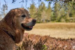 A happy golden retriever enjoying a sunny day in the scenic wilderness of Krøderen, Norway.