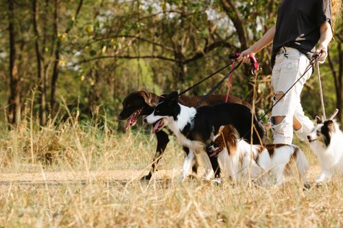 Leinenführigkeit: dem Hund das Ziehen abgewöhnen
