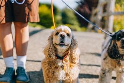 Two cocker spaniels walking on a leash with their owner in a sunny outdoor setting.